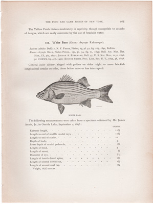 WHITE BASS